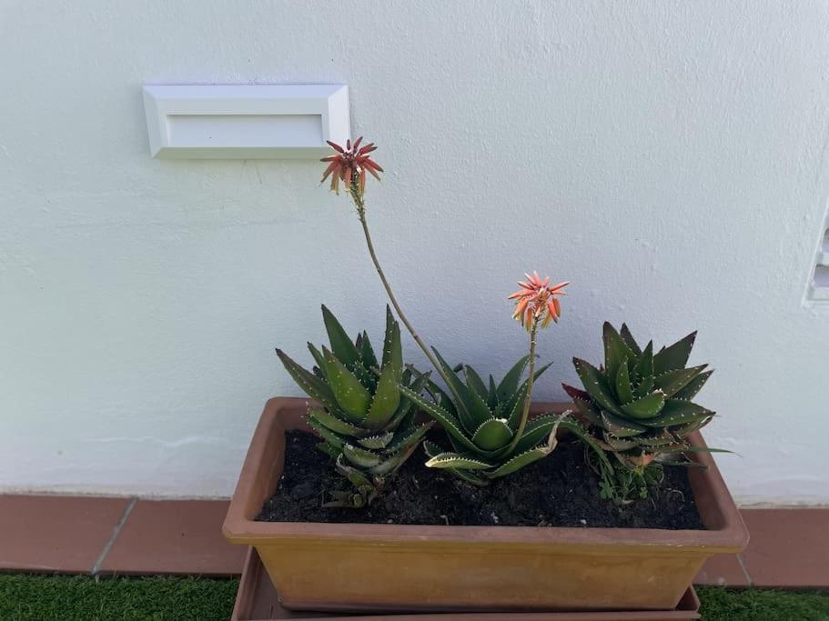 Casa Lola Conil, Azotea Al Mar Y Parking Solo Familias O Parejas Villa Conil De La Frontera Eksteriør billede